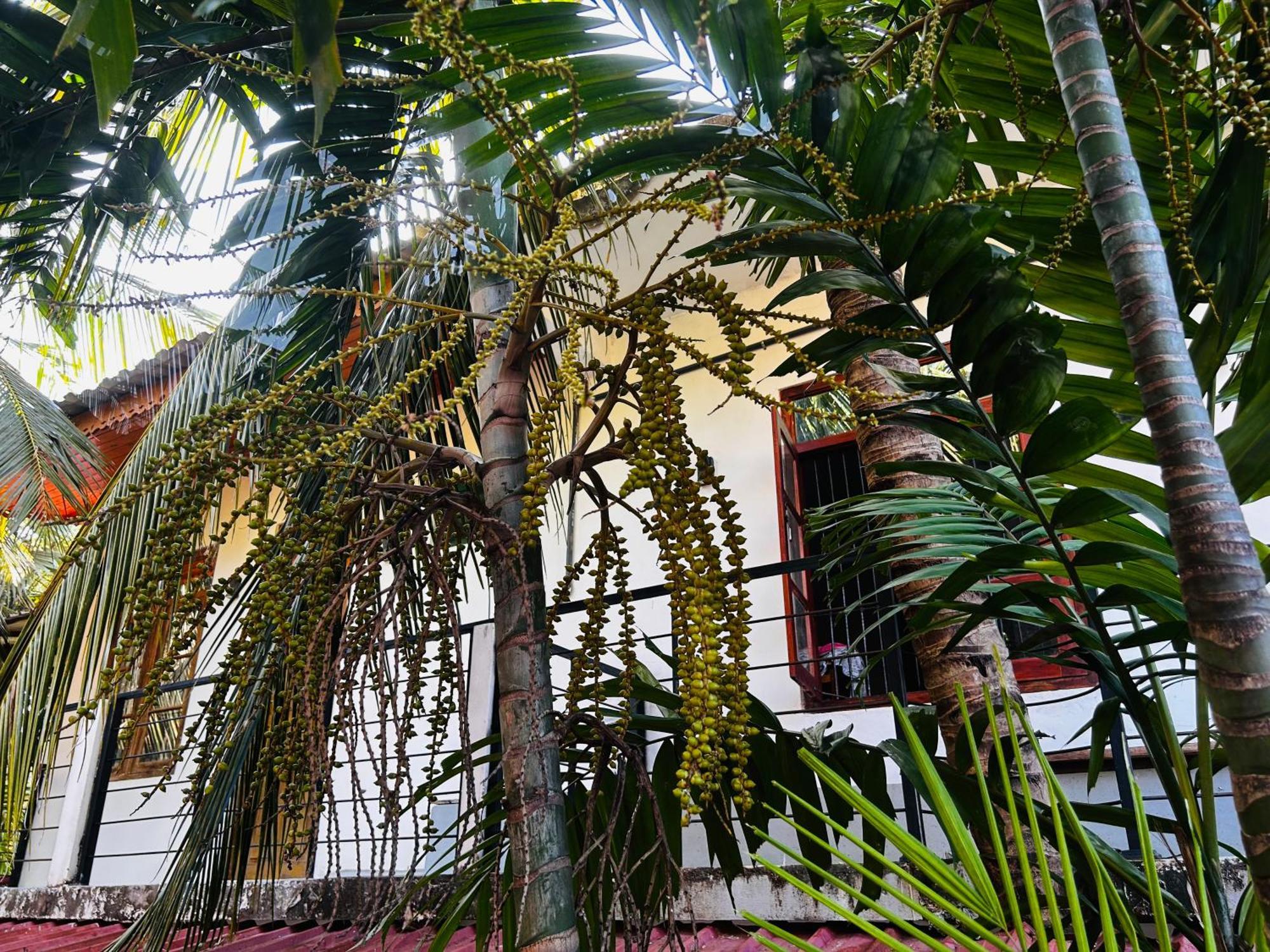 Pearl Bungalow Trincomalee Bagian luar foto